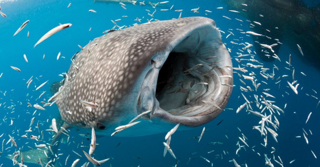 Binatang Ikan Hiu Paling Besar