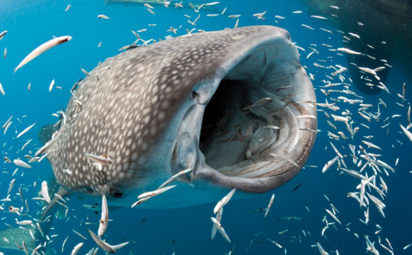 Inilah Binatang Ikan Hiu Yang Paling Besar