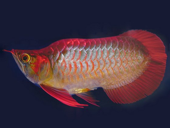 Berbagai Ikan Termahal Untuk Aquarium Di Dunia