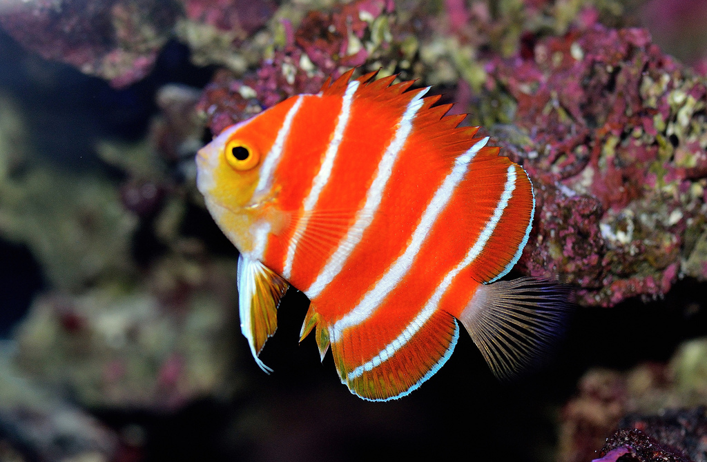 Berbagai Ikan Termahal Untuk Aquarium Di Dunia