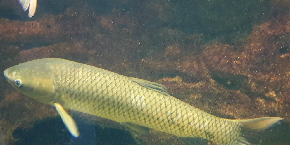 Jenis-jenis Ikan Paling Umum Yang Ada di Dunia