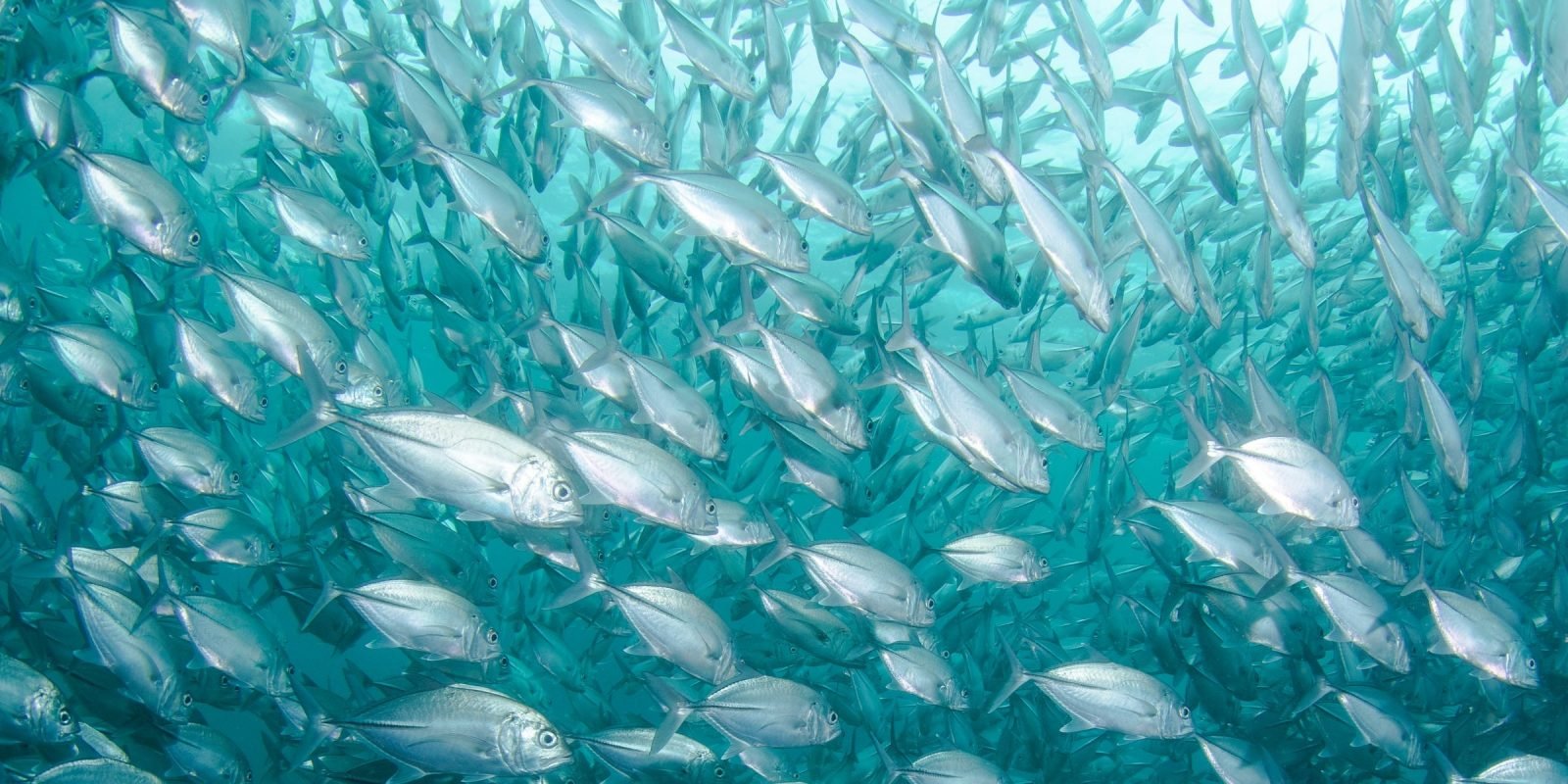Aspek Kehidupan Lingkungan Dan Perilaku Dari Ikan
