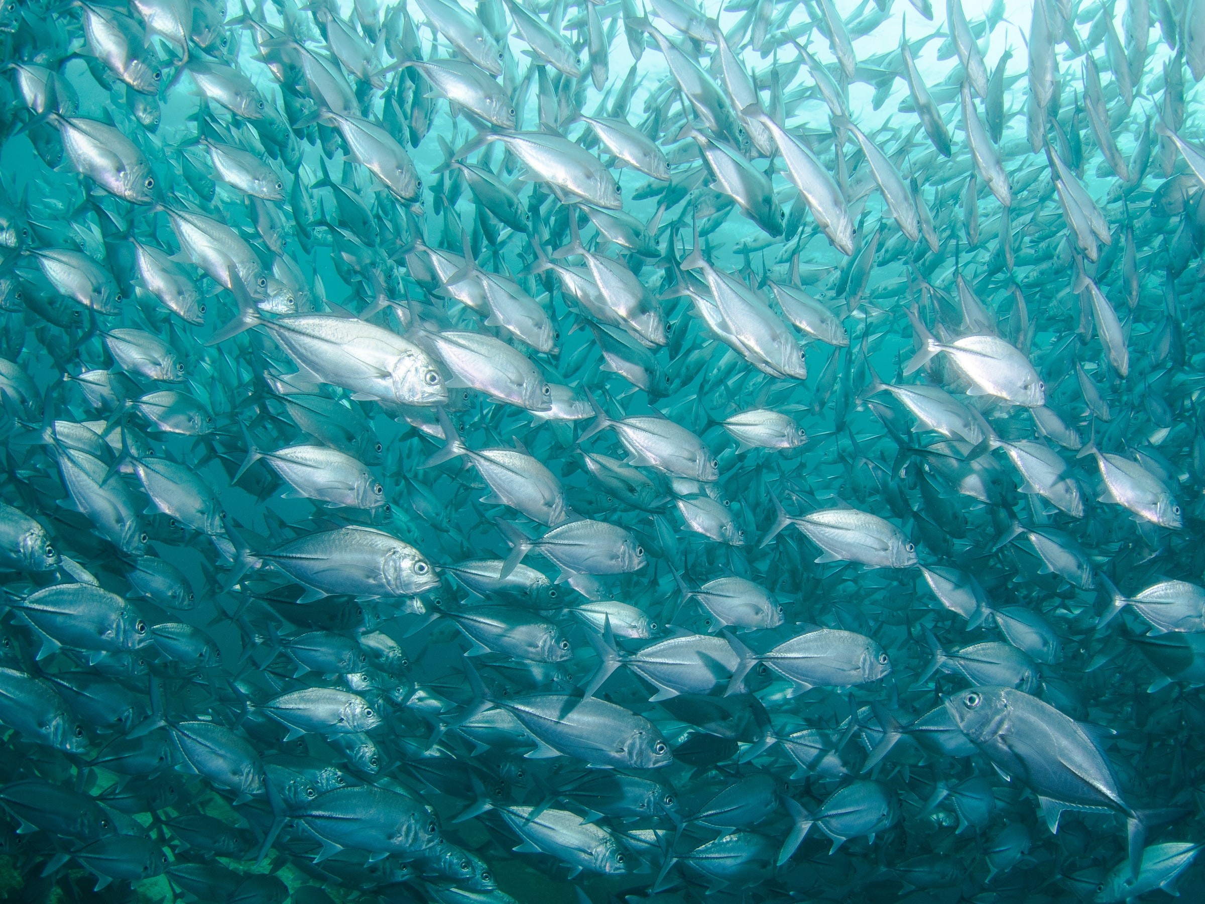 Aspek Kehidupan Lingkungan Dan Perilaku Dari Ikan