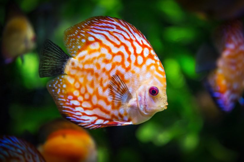 Fakta Menarik Dan Luar Biasa Tentang Ikan