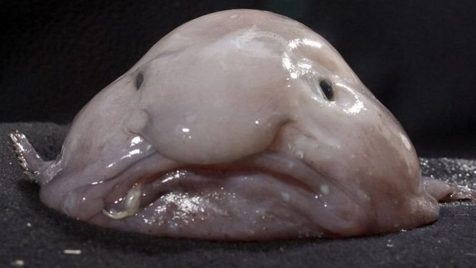 Berikut Sejumlah Fakta Dibalik Ikan Blobfish