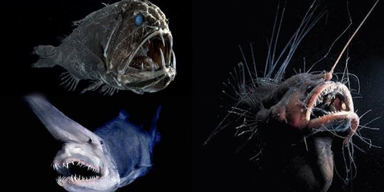 5 Ikan berwajah paling seram di dunia, mirip hewan mitos!